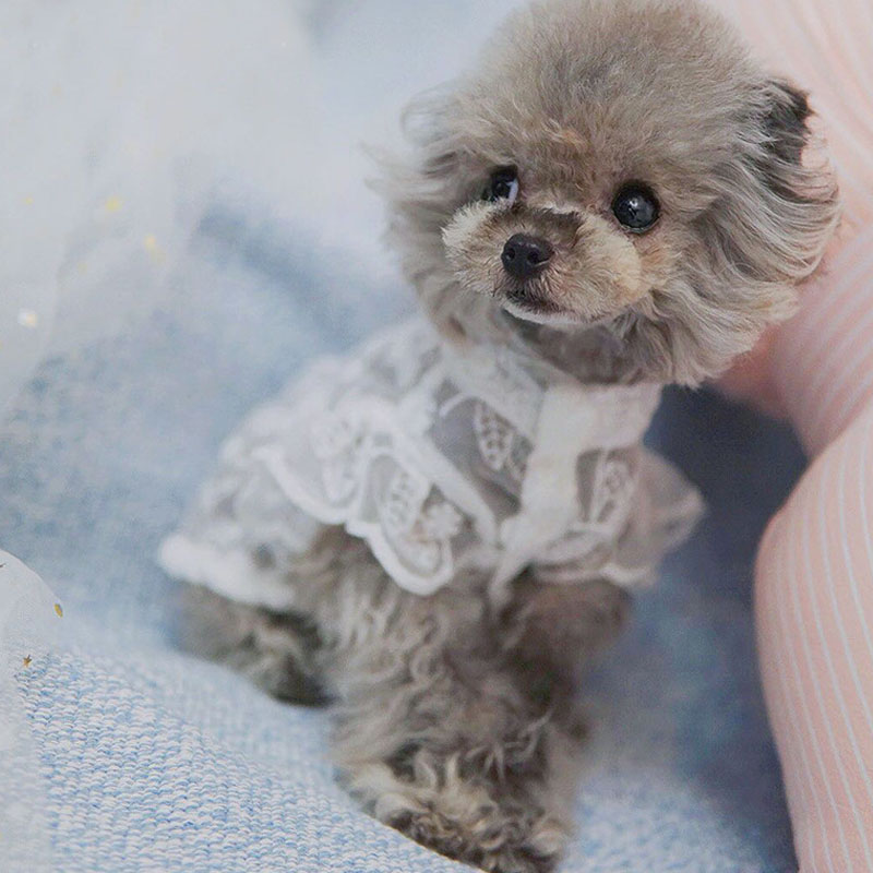 White Lace Princess Dog Weedin - Xl Summer Clothing review and price